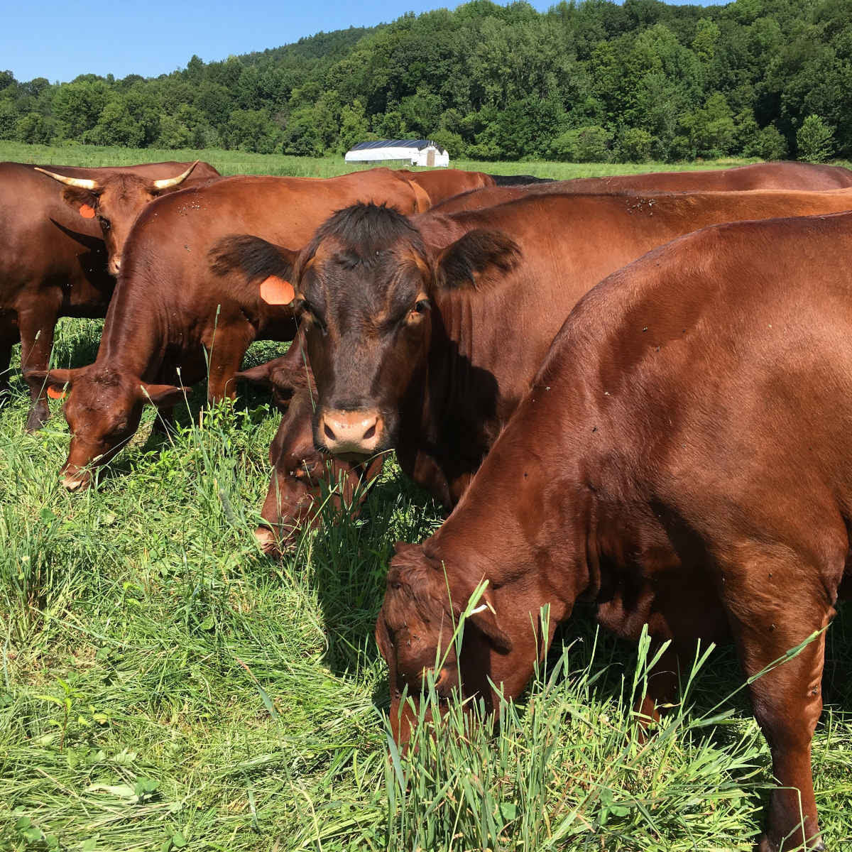 Understanding labels: grass-fed vs pasture-raised. – Maple Wind Farm