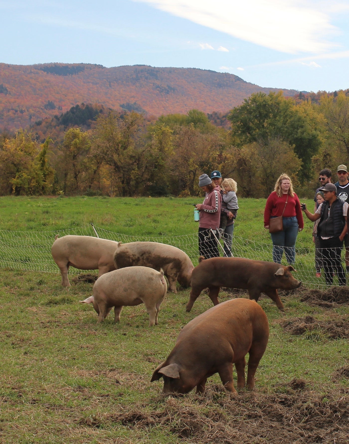 The true value of pasture raised pork