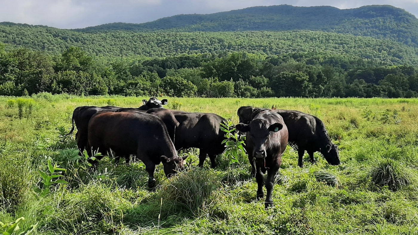 Grass vs Grain: Impact on the Cow