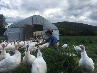 Supporting Community and Values: A Special Thanksgiving with Maple Wind and Joe's Farm Turkeys