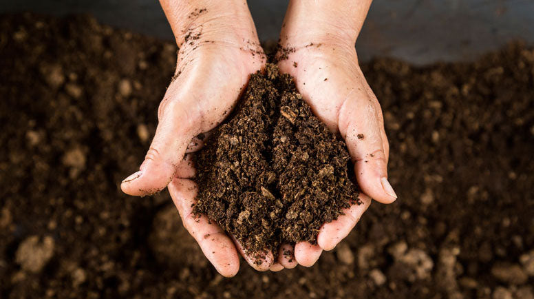 How Does Soil Health Impact the Quality of My Food?