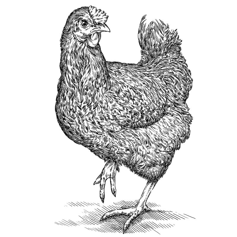 Pastured Chicken – Maple Wind Farm